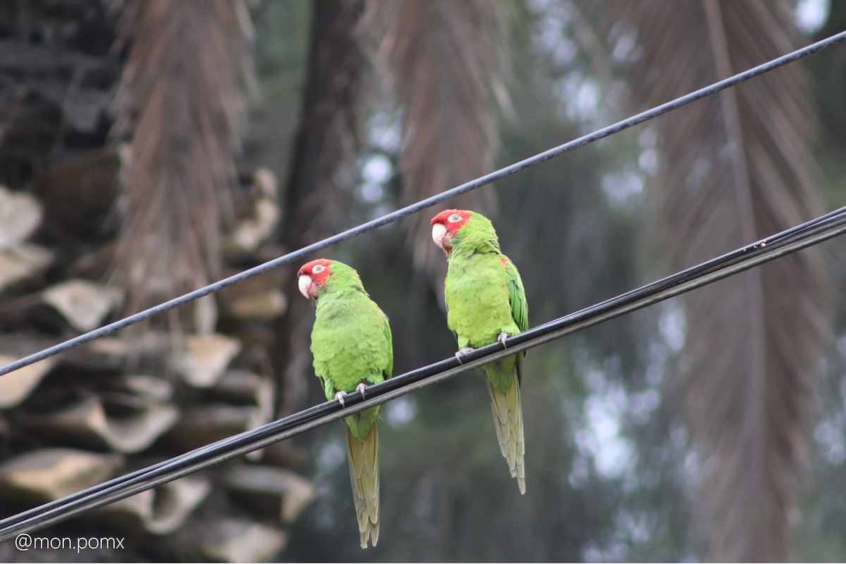 Red-masked Parakeet - ML646489755