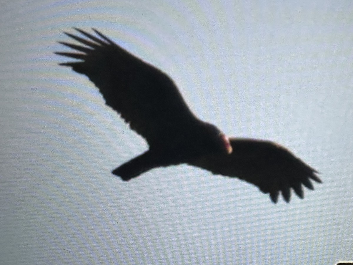 Turkey Vulture - ML646489758