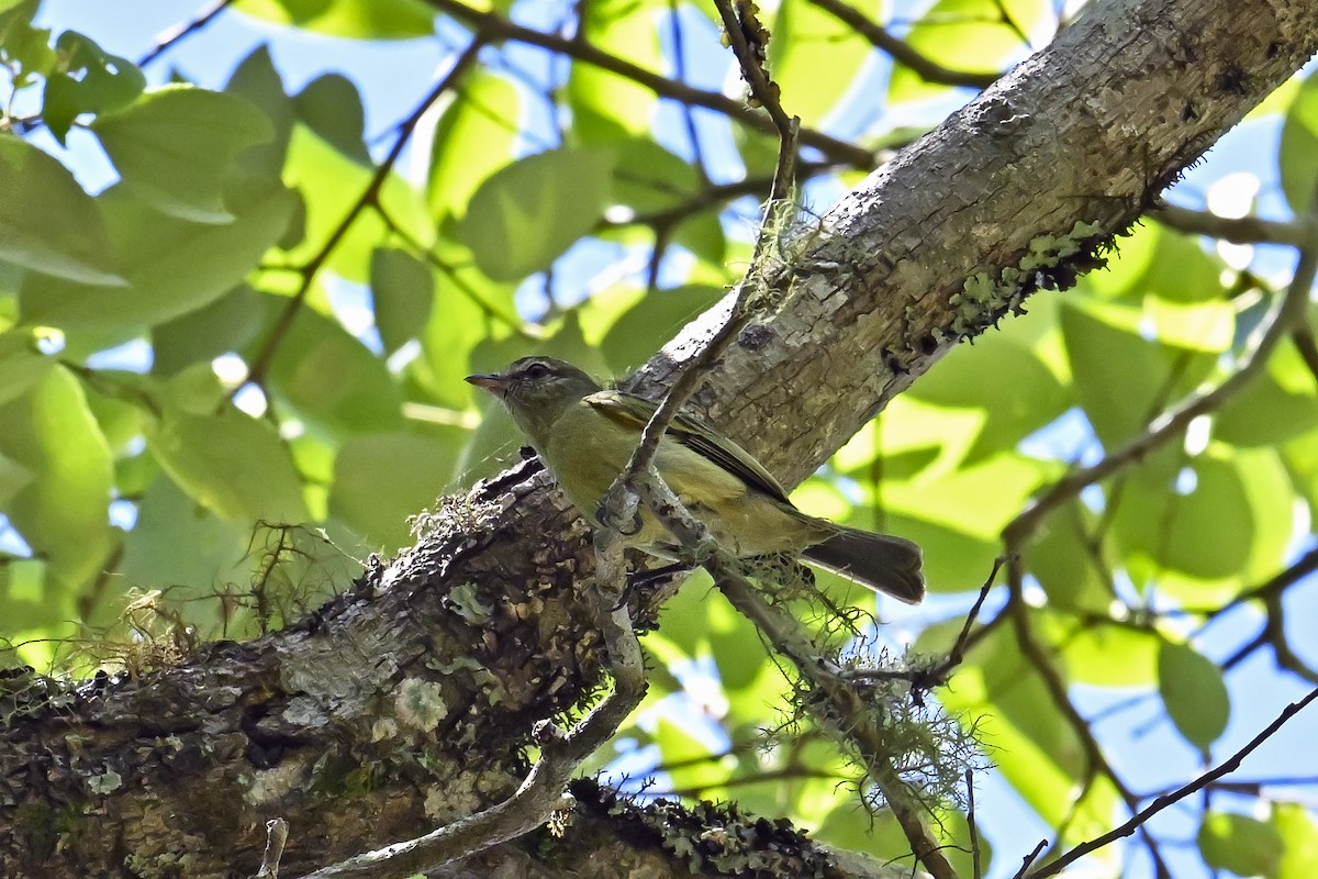 Rough-legged Tyrannulet - ML646489762