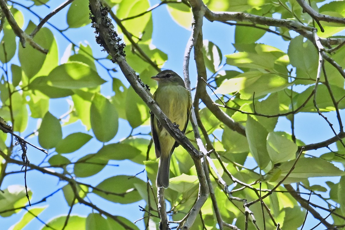 Rough-legged Tyrannulet - ML646489764