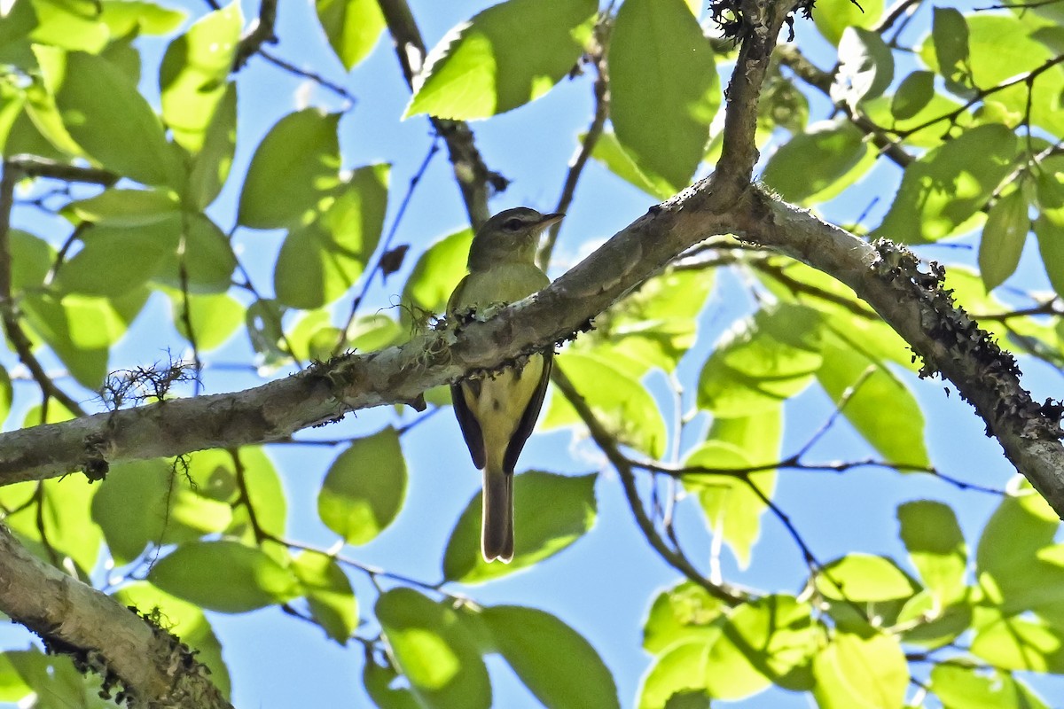 Rough-legged Tyrannulet - ML646489765
