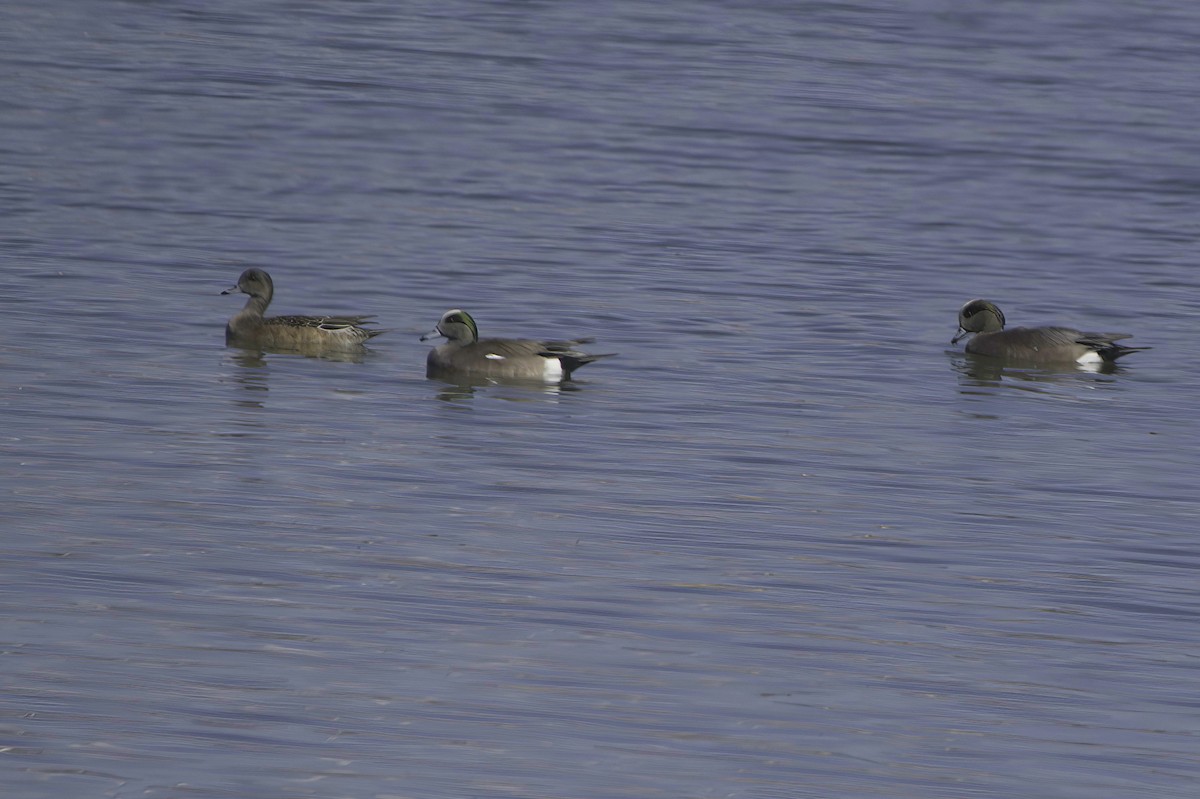 American Wigeon - ML646489767