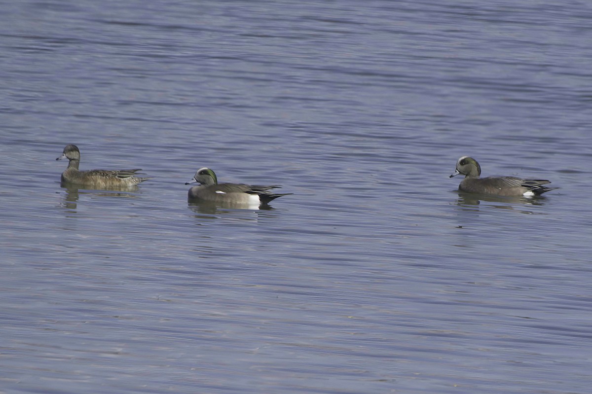 American Wigeon - ML646489768