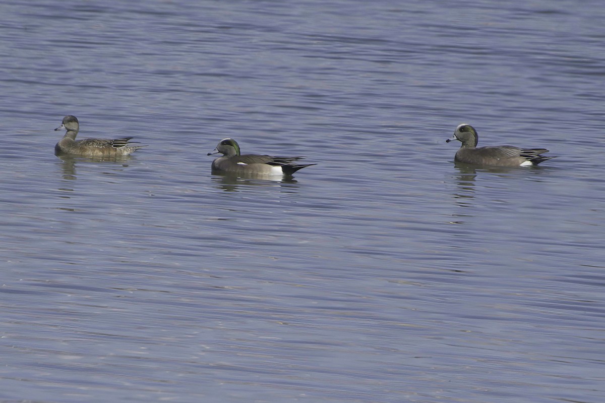 American Wigeon - ML646489770