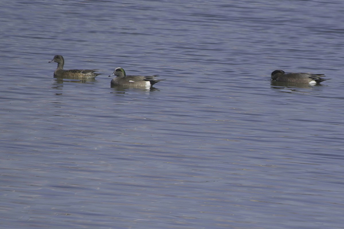 American Wigeon - ML646489771