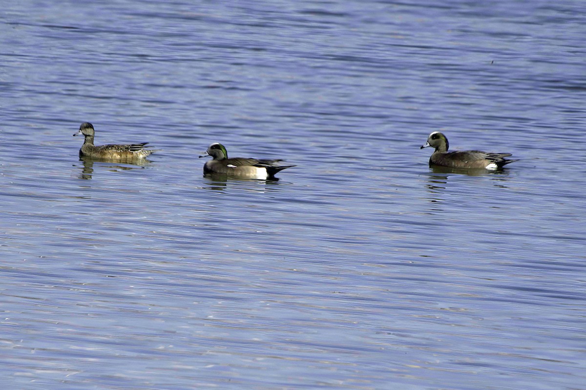 American Wigeon - ML646489773