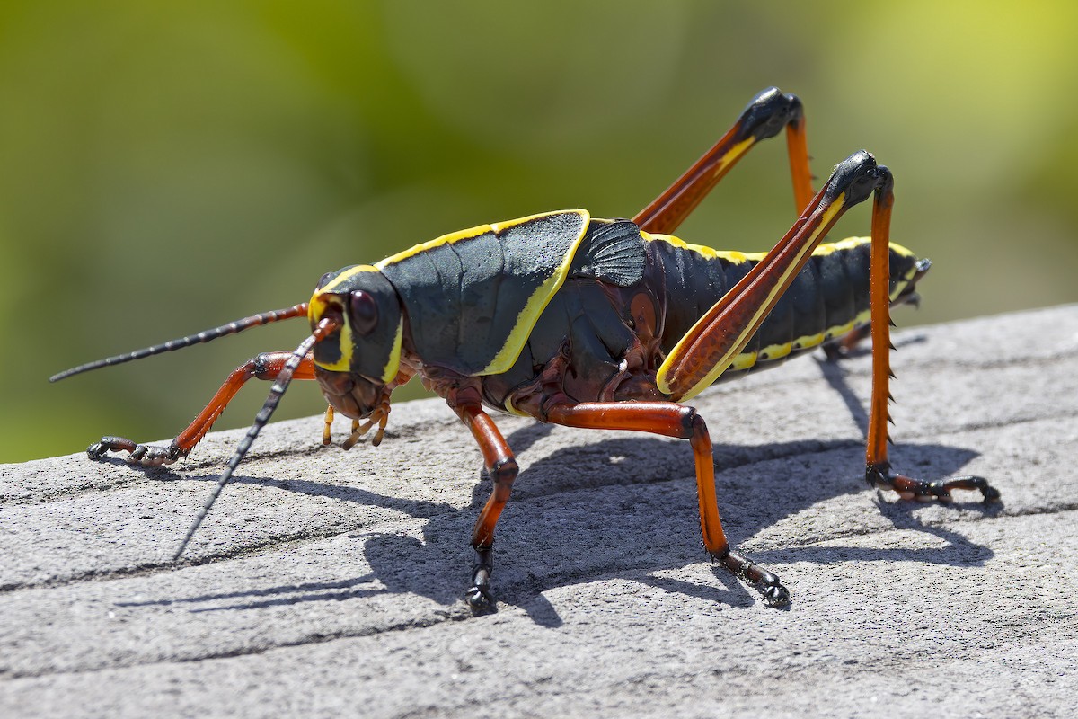 Animals - ML646489774