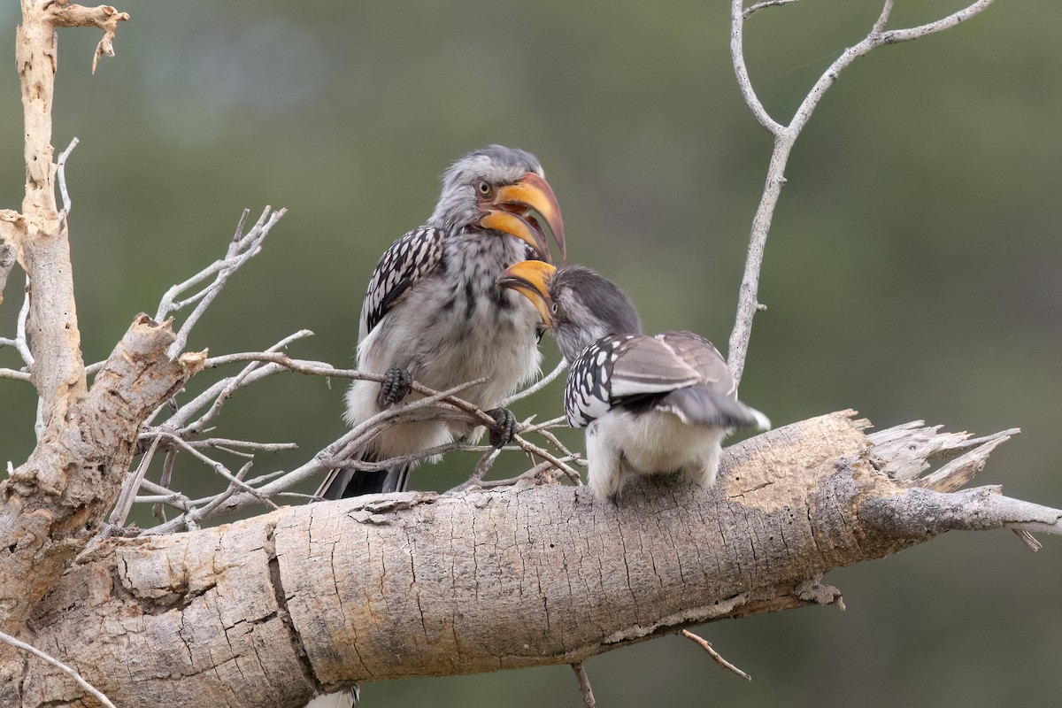 Southern Yellow-billed Hornbill - ML646489775