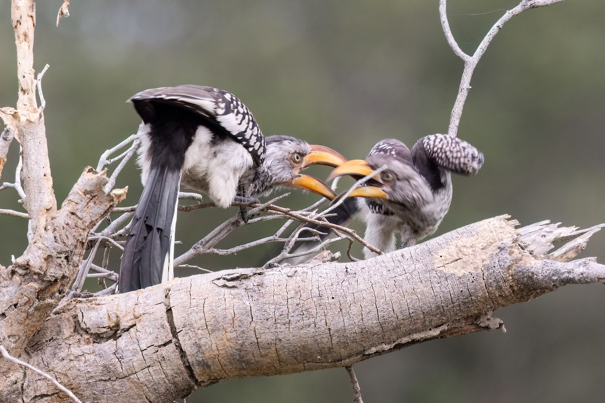 Southern Yellow-billed Hornbill - ML646489776