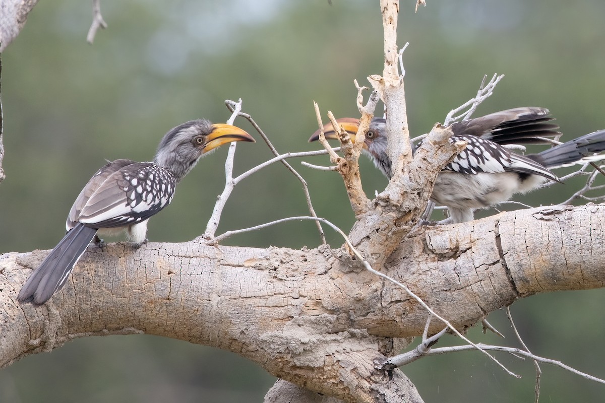 Southern Yellow-billed Hornbill - ML646489777