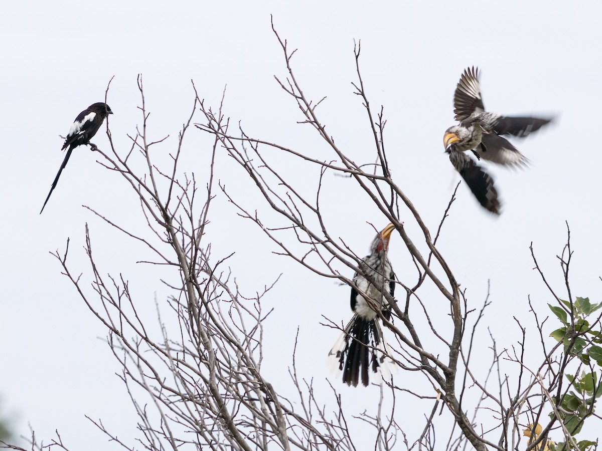 Southern Yellow-billed Hornbill - ML646489778