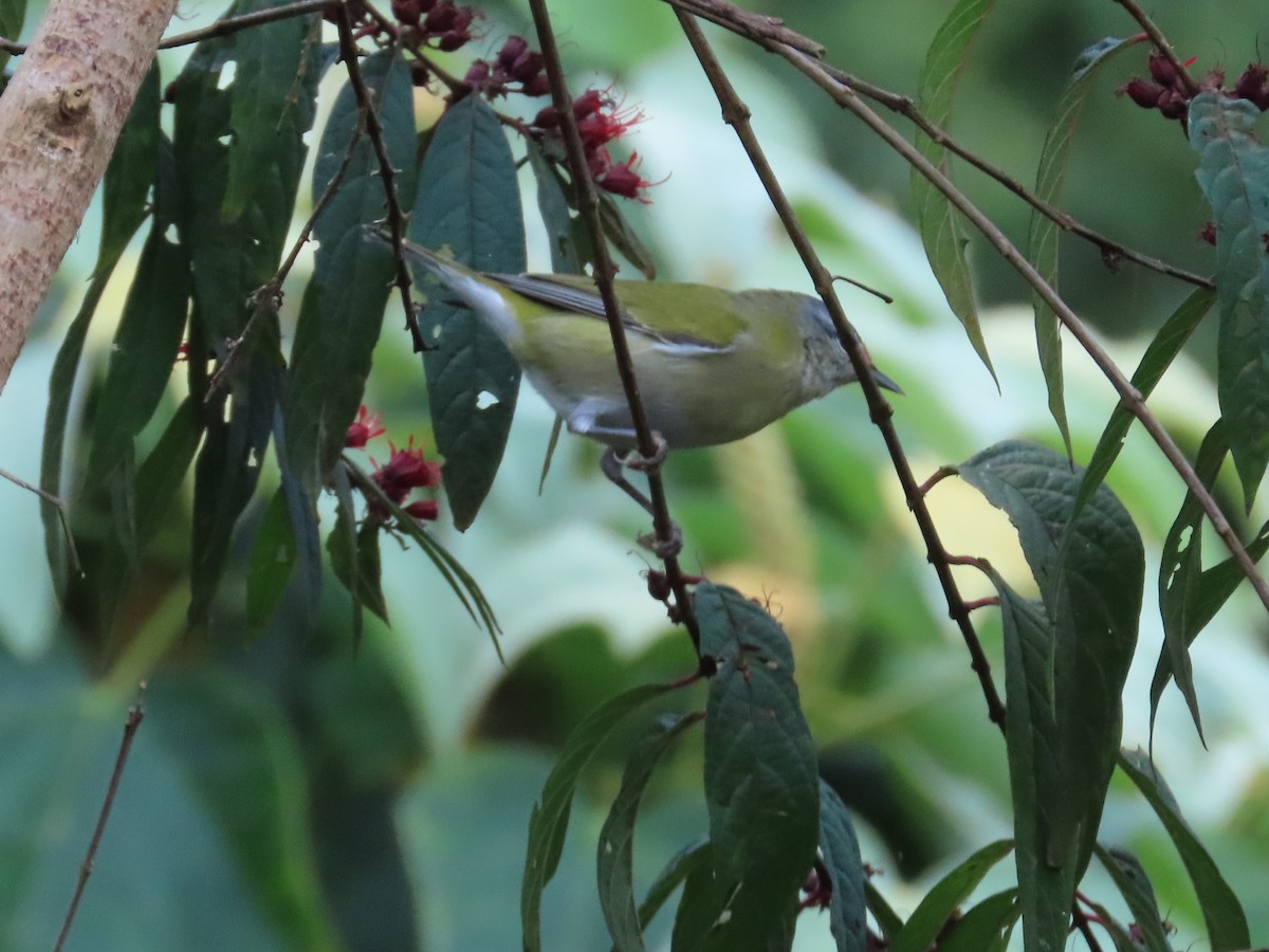 Червоїд світлобровий - ML646489779