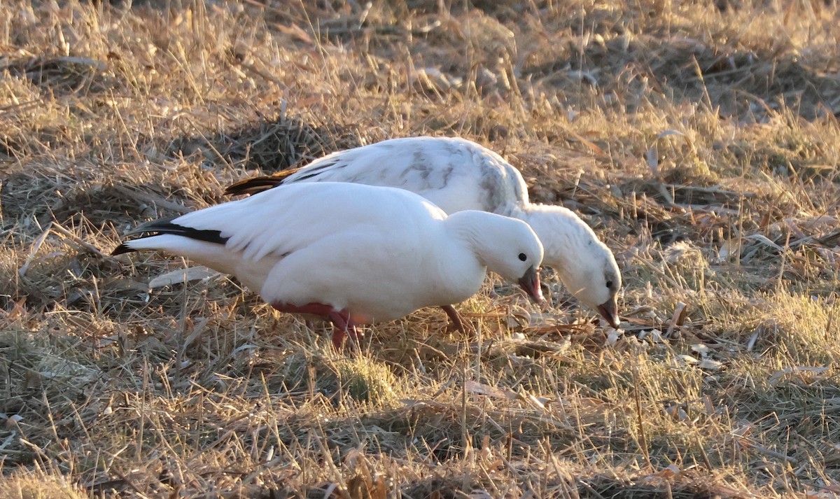 Ross's Goose - ML646489782