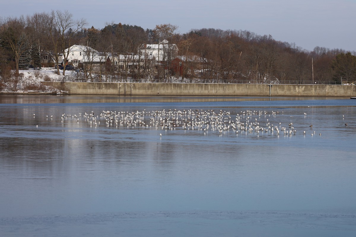 Ring-billed Gull - ML646489784