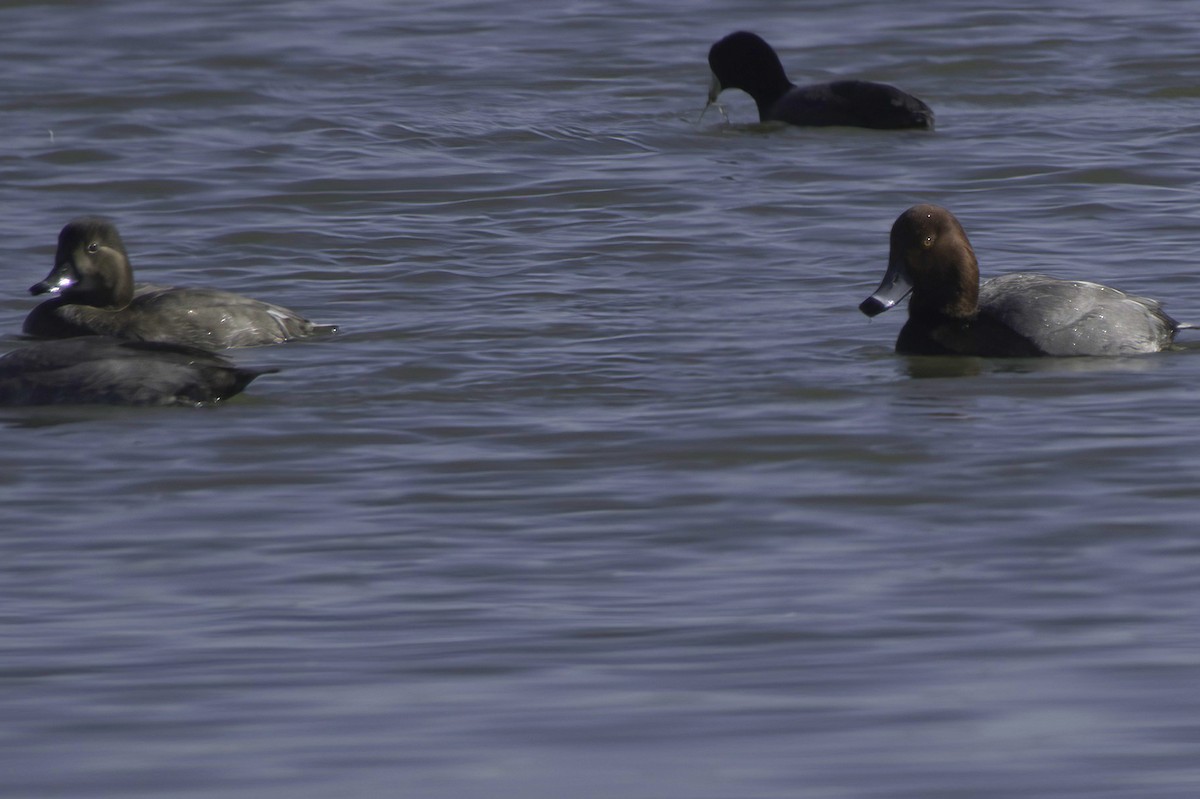 Redhead - ML646489785