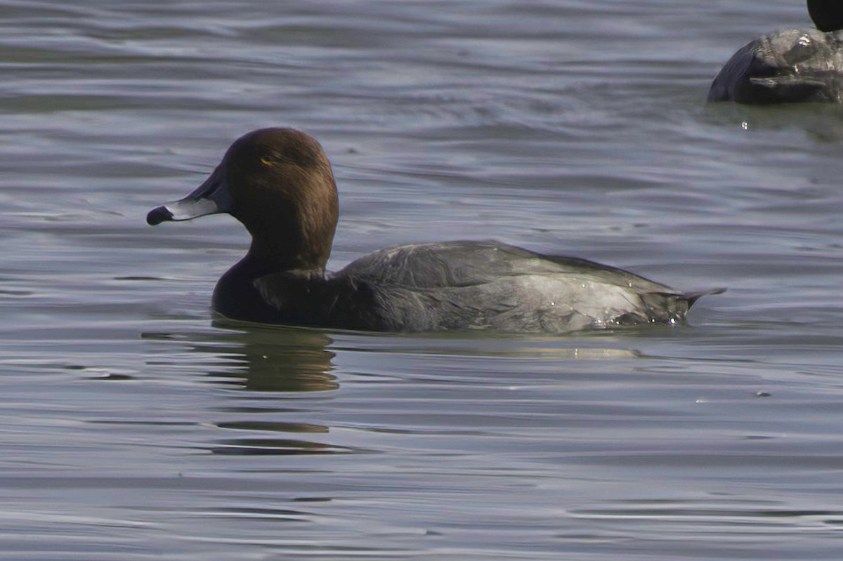 Redhead - ML646489786