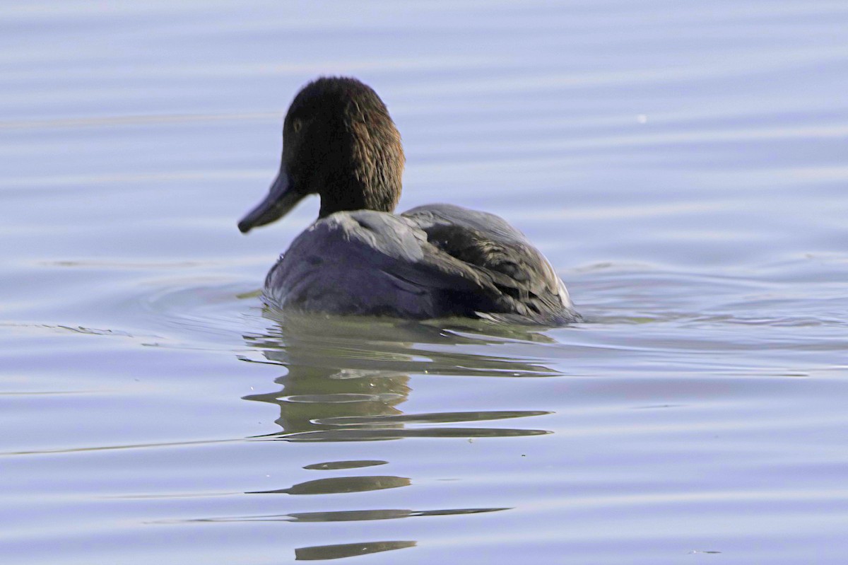 Redhead - ML646489787