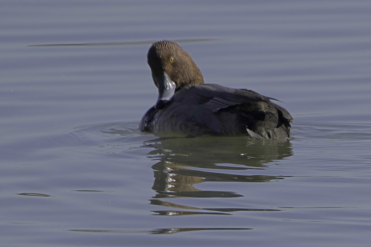 Redhead - ML646489789