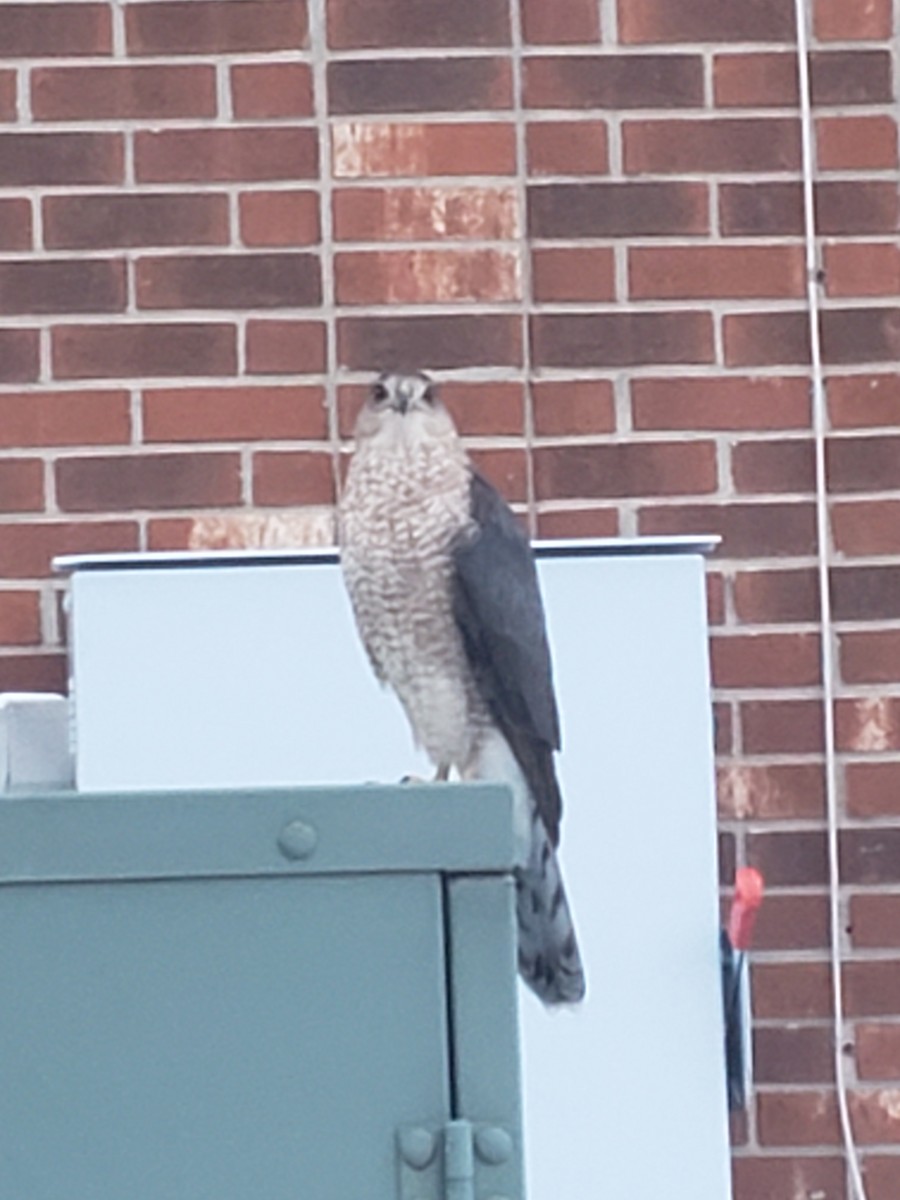 Cooper's Hawk - ML646489795