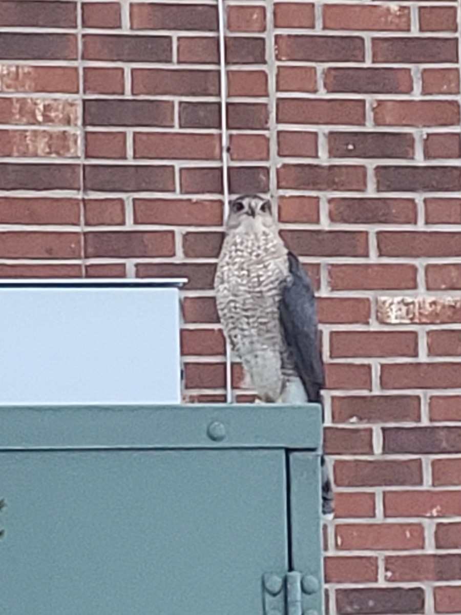 Cooper's Hawk - ML646489796