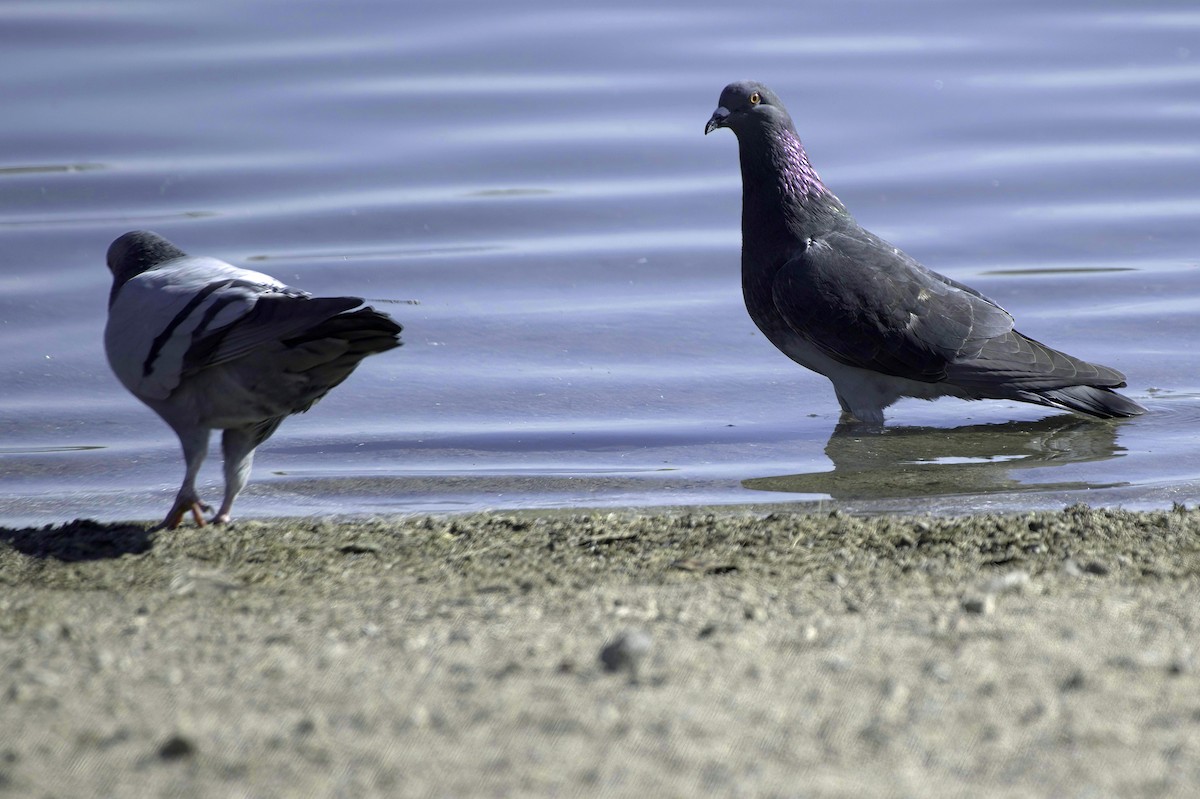 Rock Pigeon (Feral Pigeon) - ML646489803