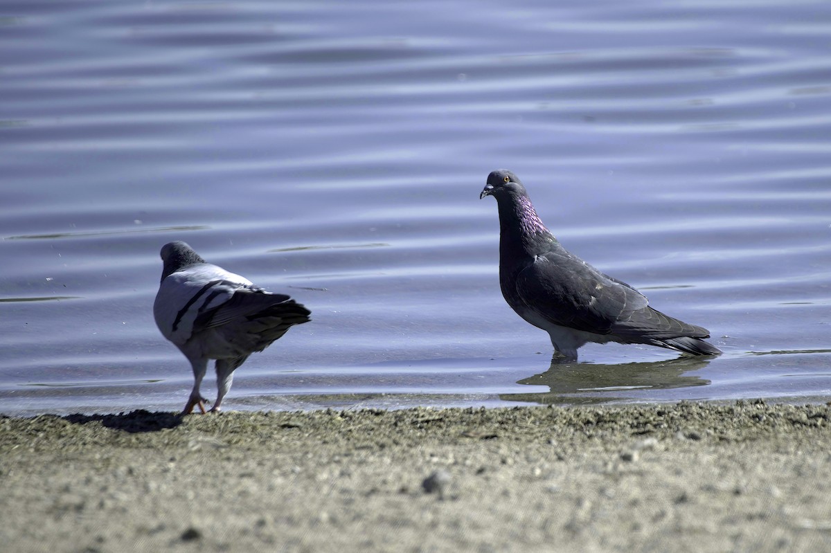 Rock Pigeon (Feral Pigeon) - ML646489804