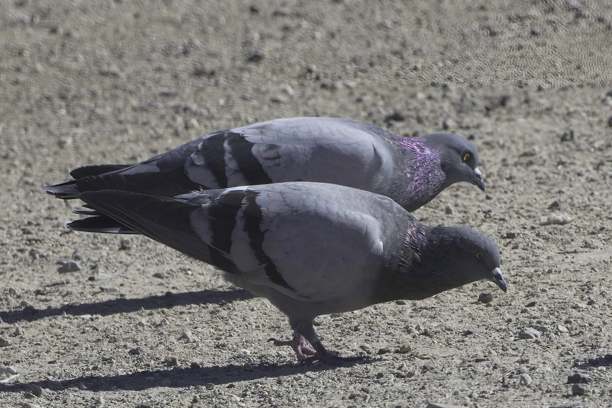 Rock Pigeon (Feral Pigeon) - ML646489806