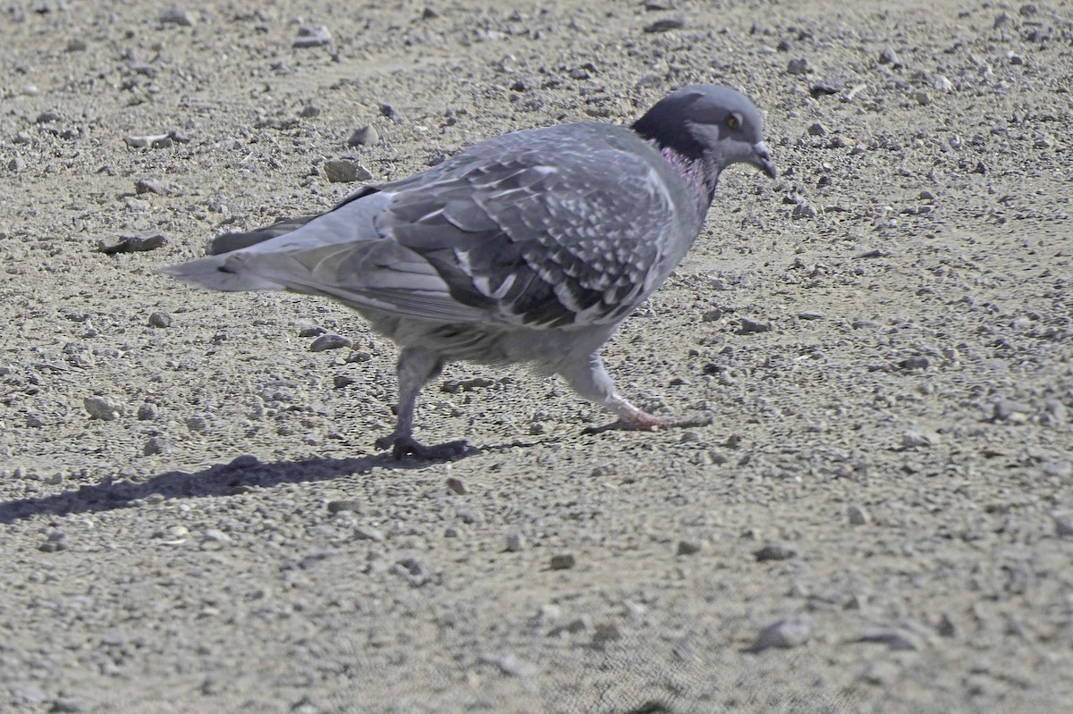 Rock Pigeon (Feral Pigeon) - ML646489807