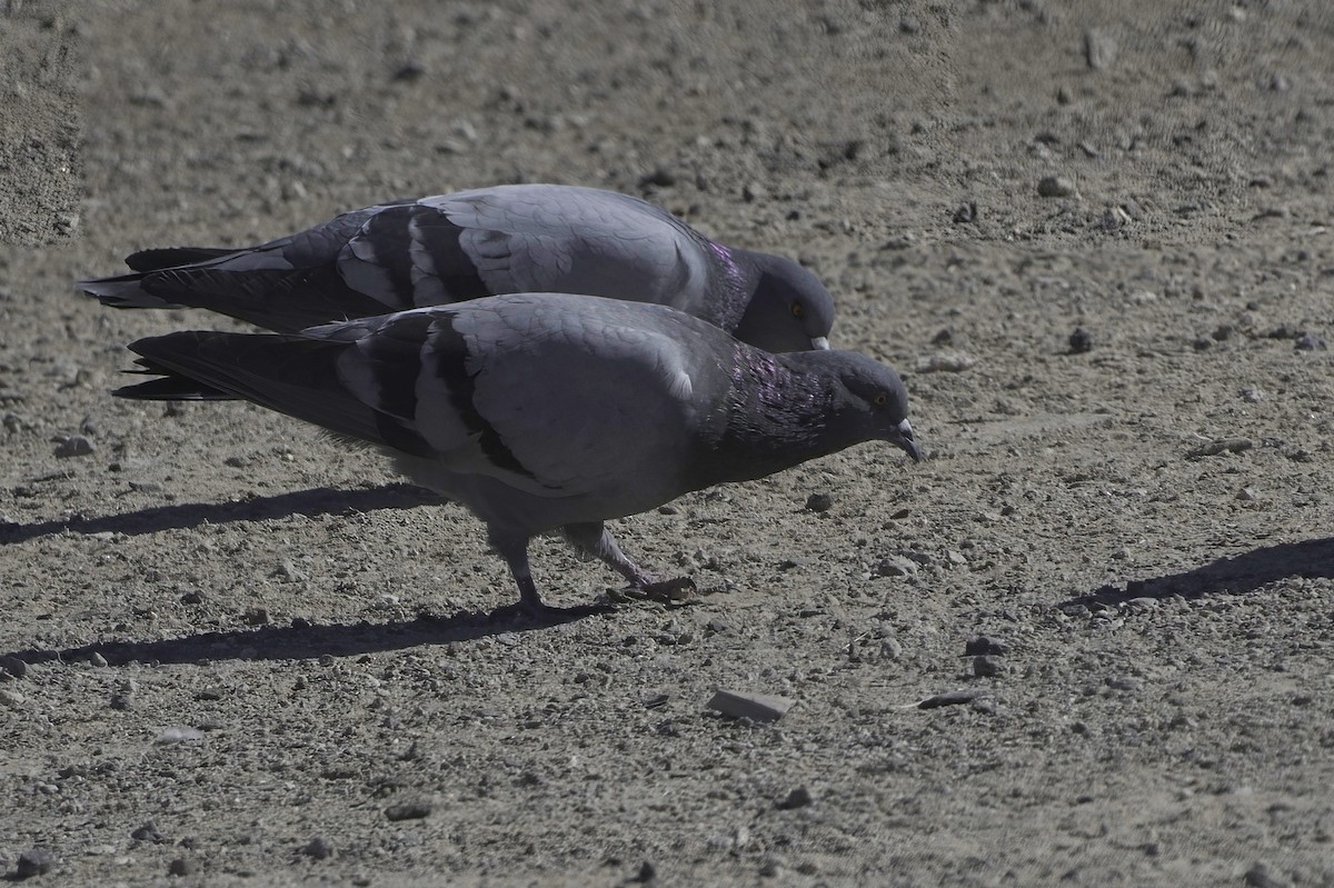 Rock Pigeon (Feral Pigeon) - ML646489808