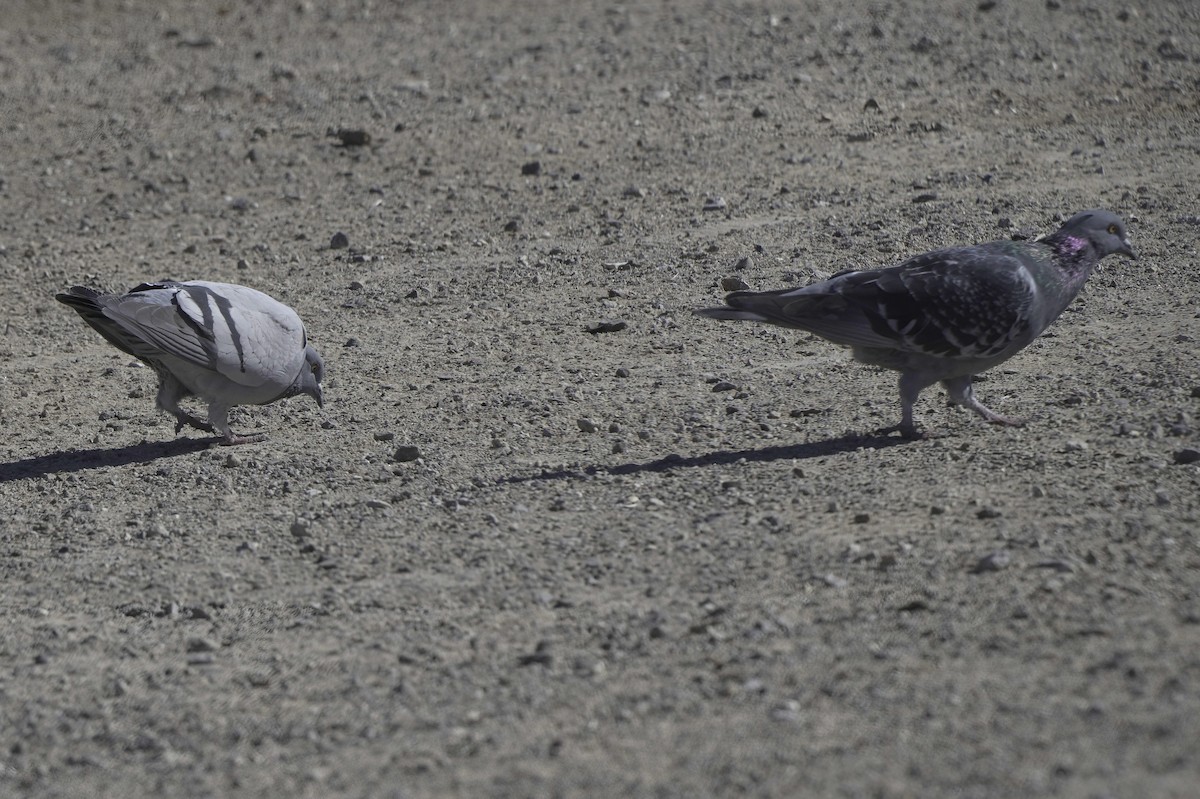 Rock Pigeon (Feral Pigeon) - ML646489809