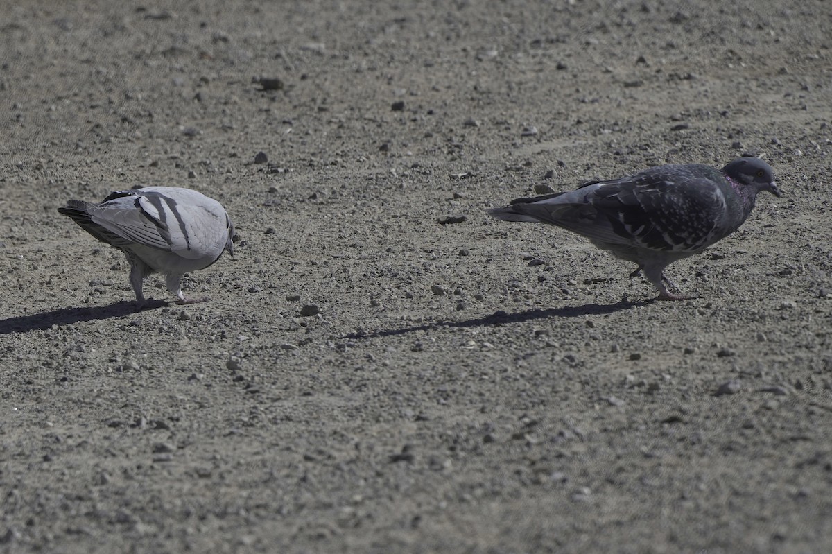Rock Pigeon (Feral Pigeon) - ML646489810