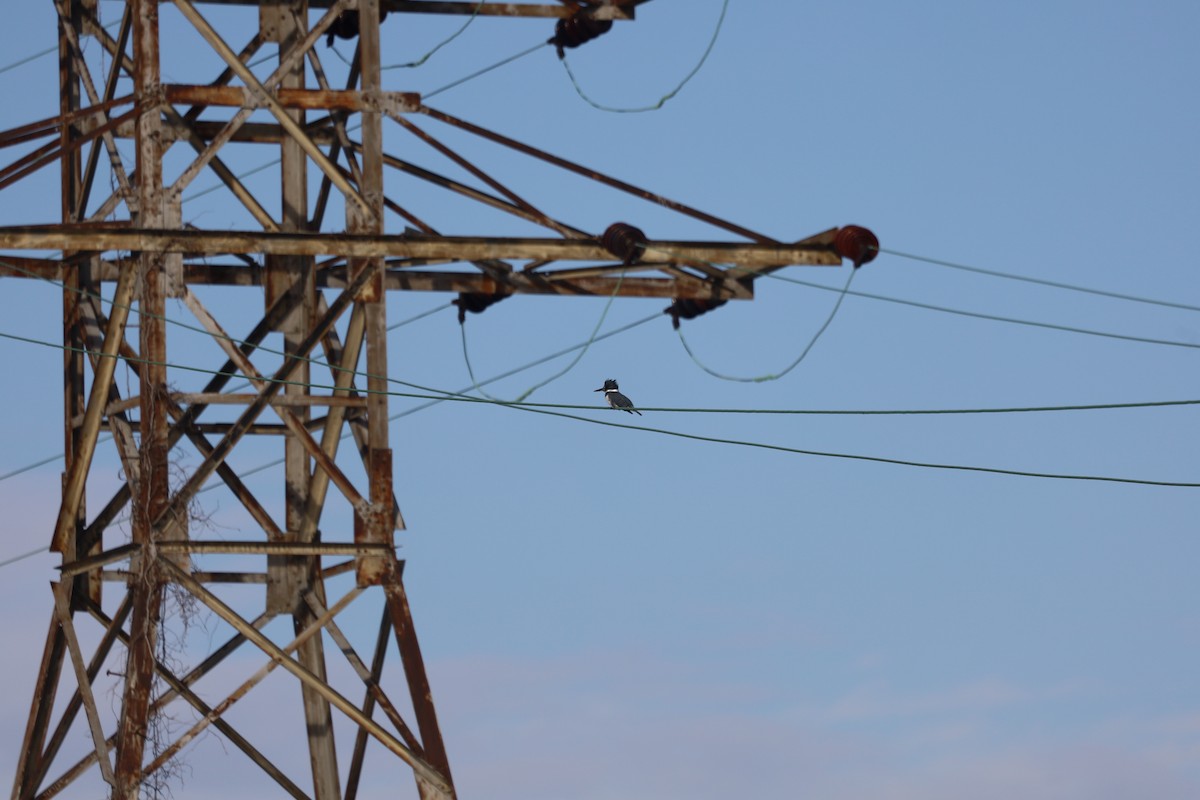 Belted Kingfisher - ML646489816