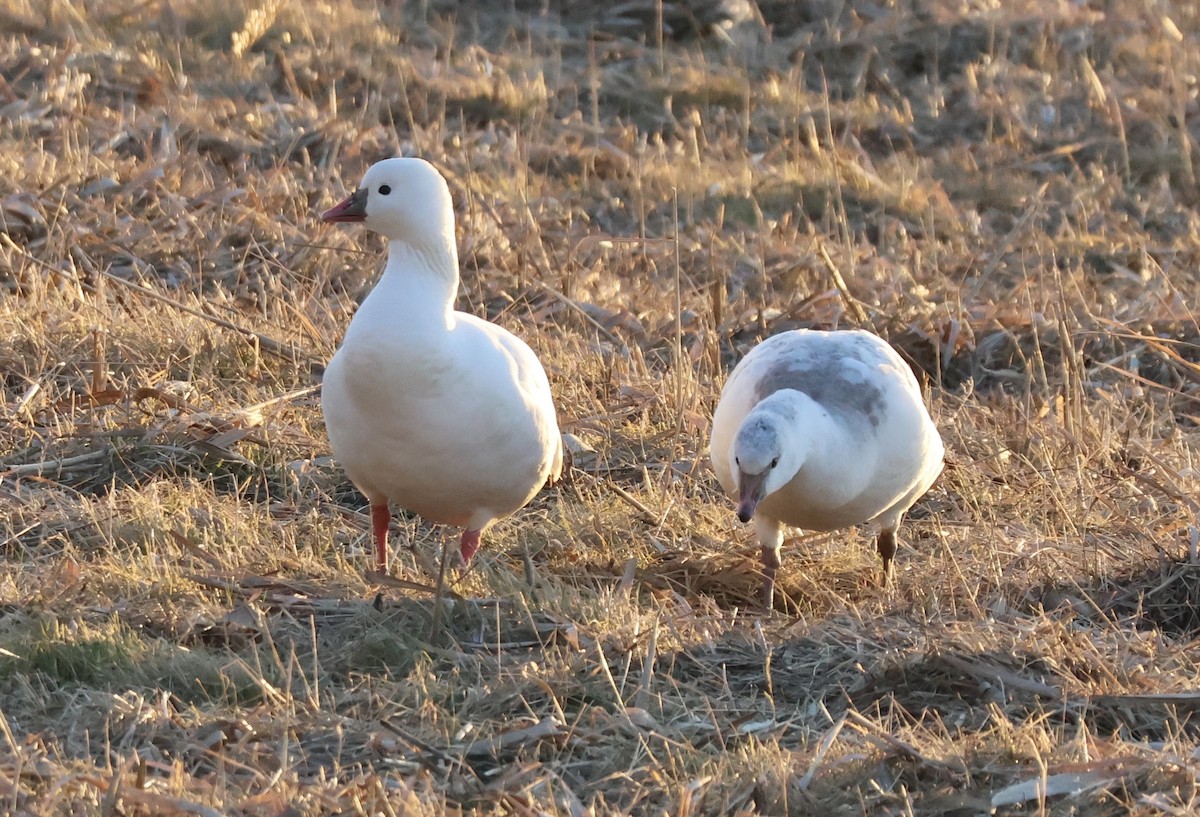 Ross's Goose - ML646489817