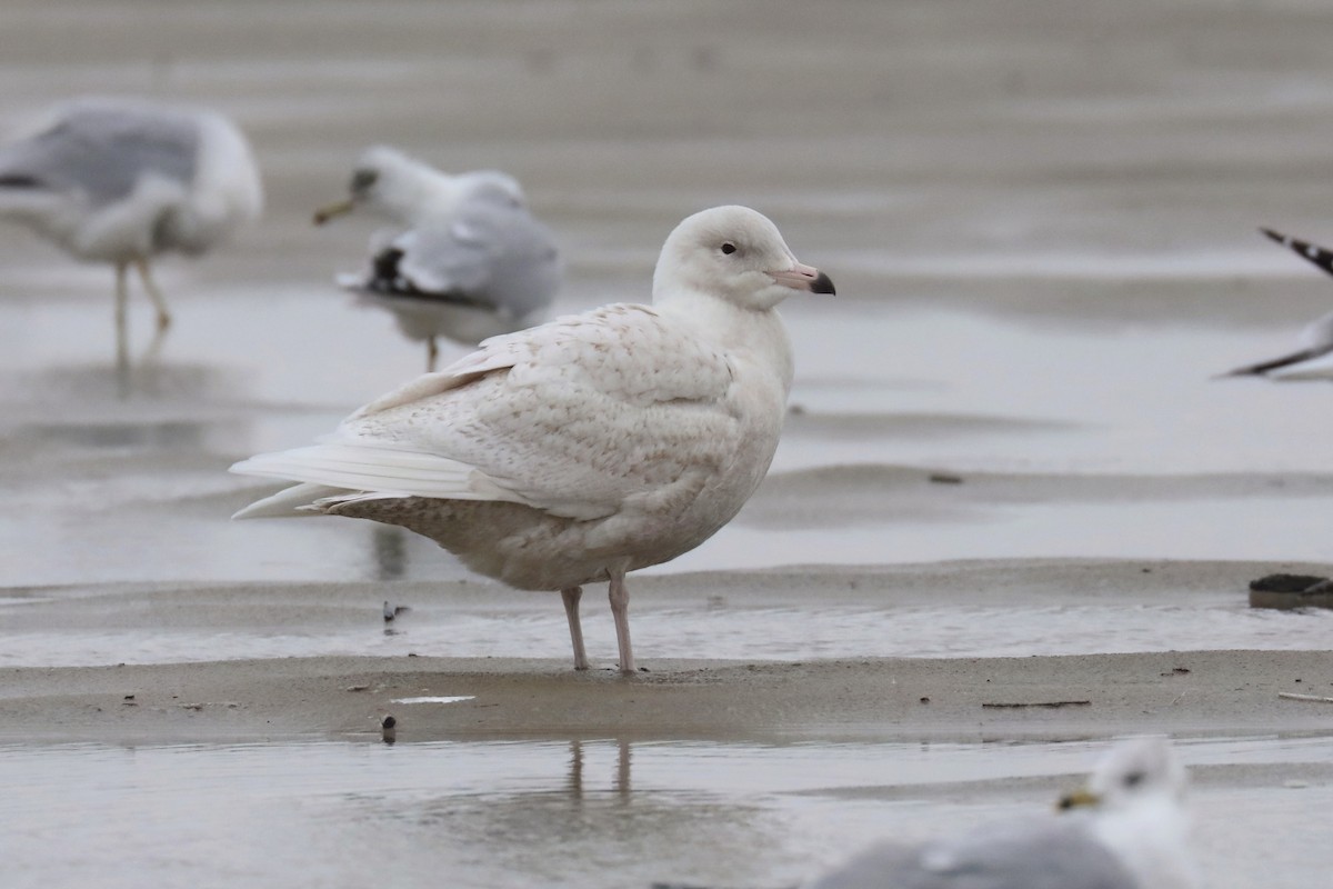 北極鷗 - ML646489821