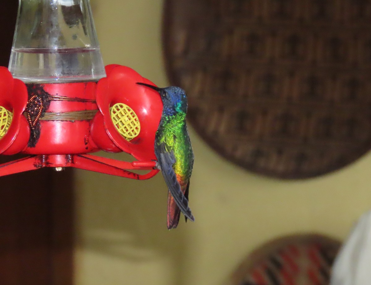 Golden-tailed Sapphire - ML646489822