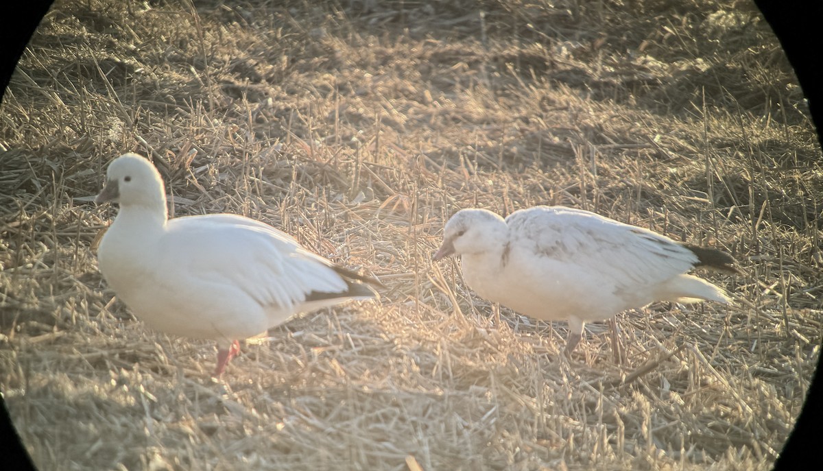 Ross's Goose - ML646489827