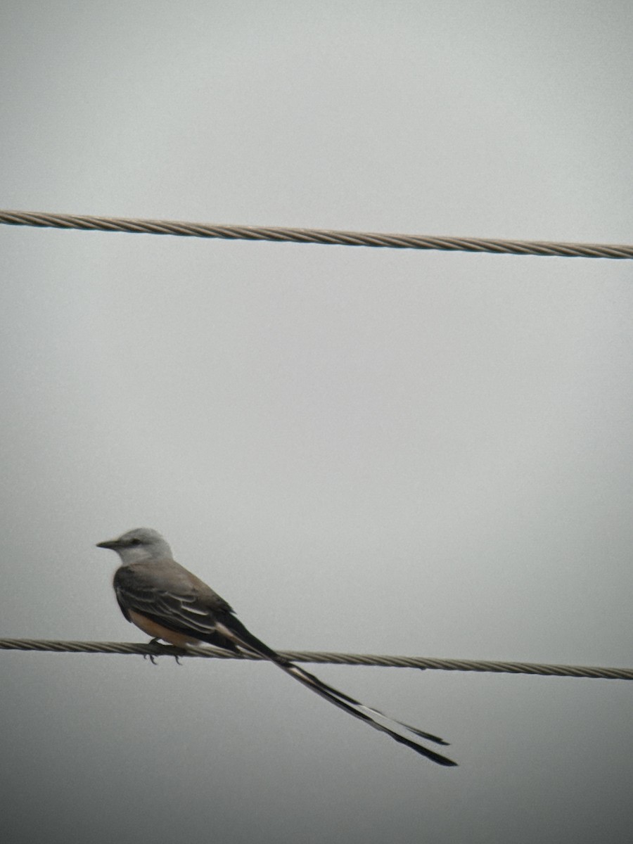 Çatal Kuyruklu Tiran - ML646489830