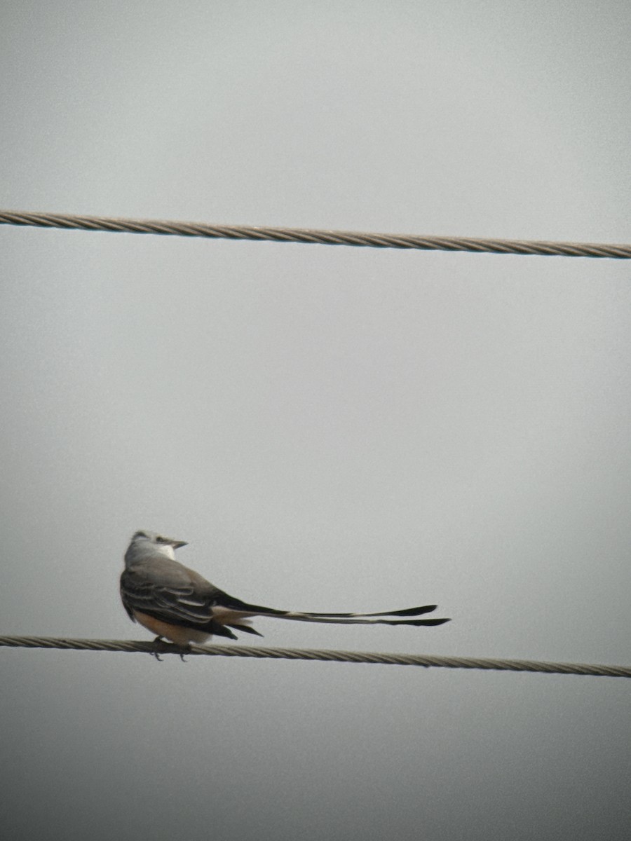 Çatal Kuyruklu Tiran - ML646489831