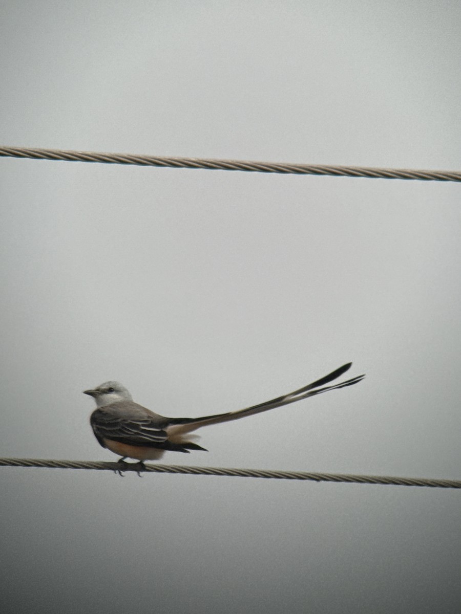 Çatal Kuyruklu Tiran - ML646489832