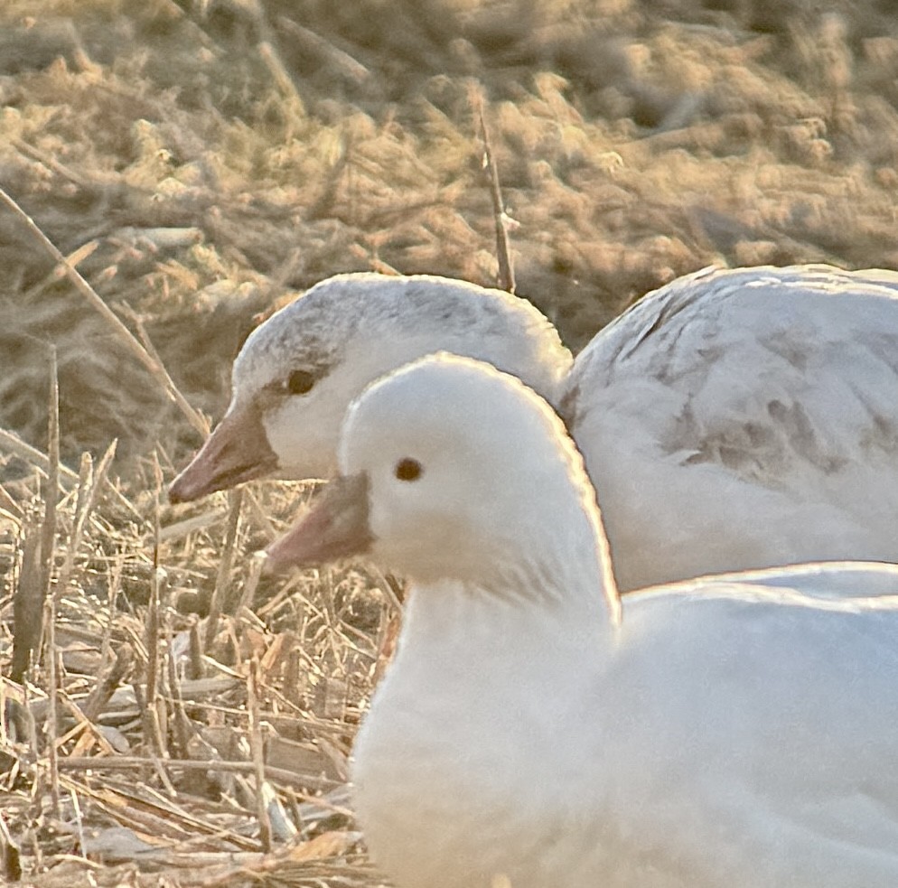 Ross's Goose - ML646489833