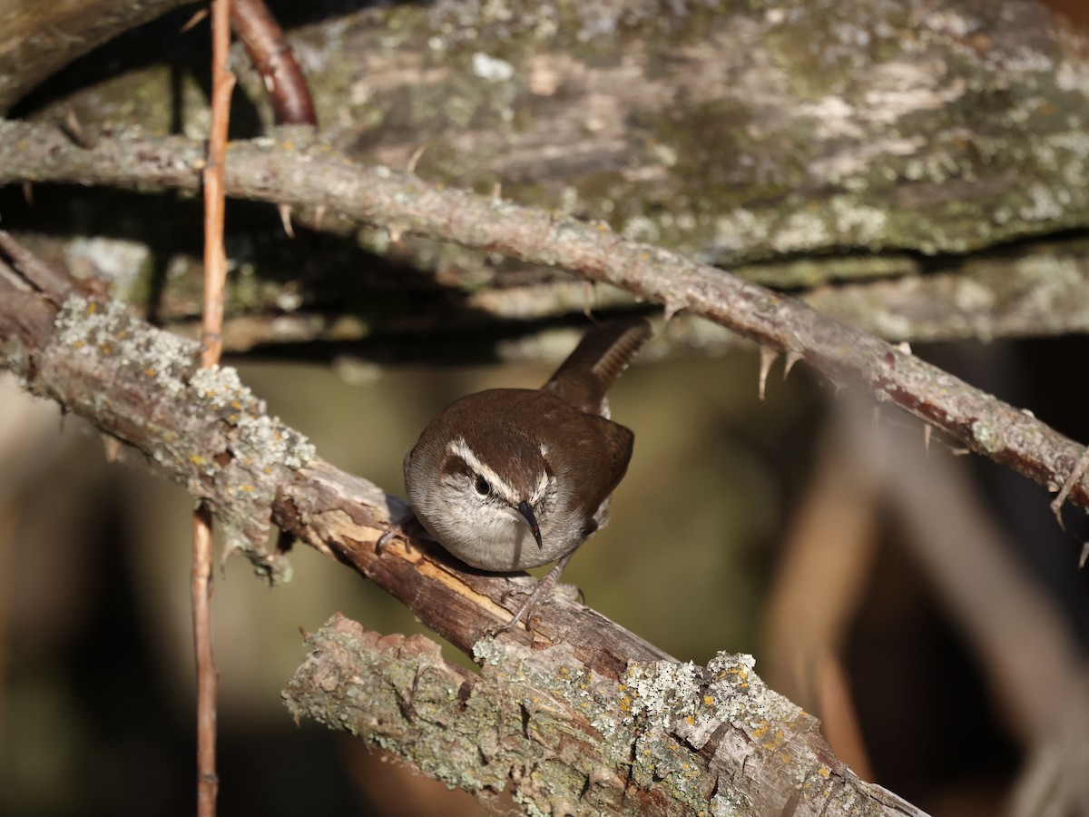 Підбуреник - ML646489840