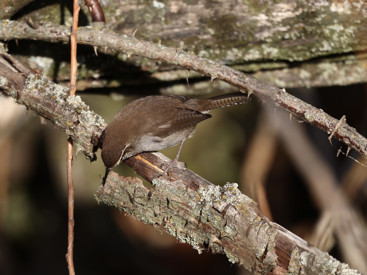 Підбуреник - ML646489841