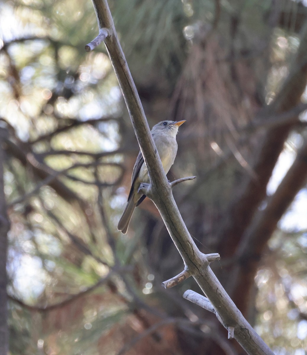 Greater Pewee - ML646489843