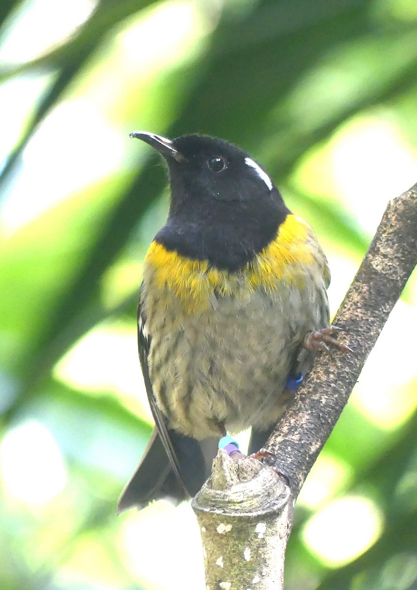 Stitchbird - ML646489862