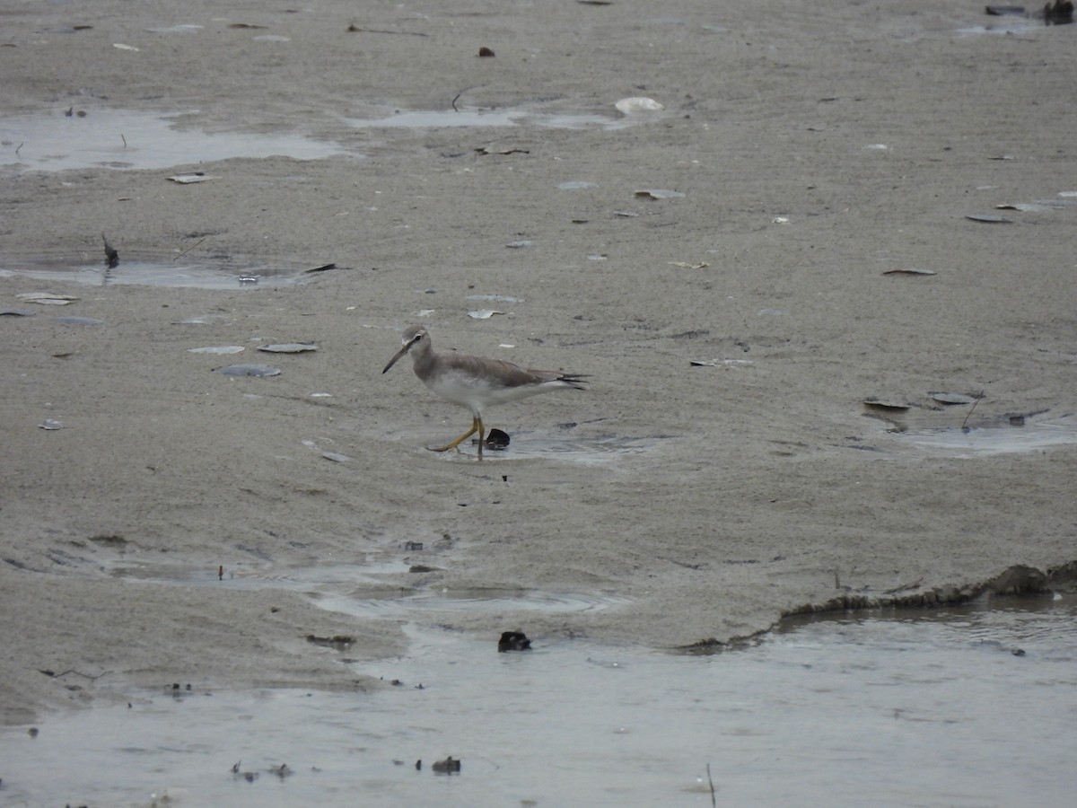 Gray-tailed Tattler - ML646489863