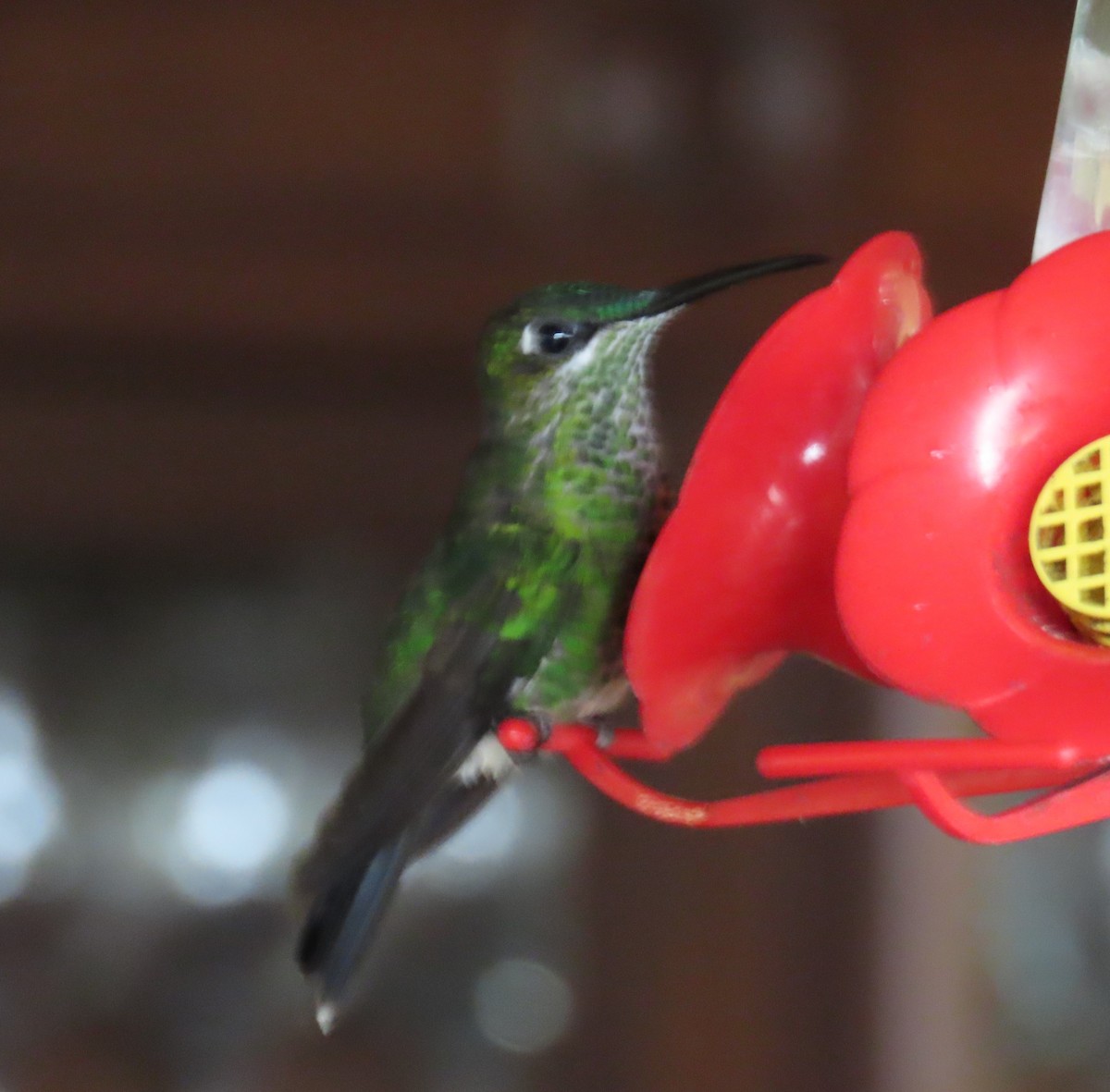 Violet-fronted Brilliant - ML646489864