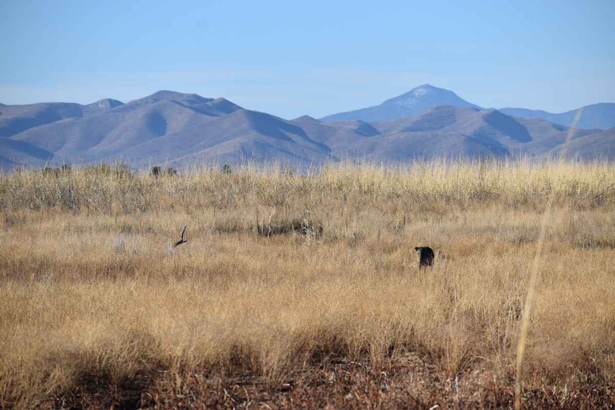 Collared Peccary - ML646489866