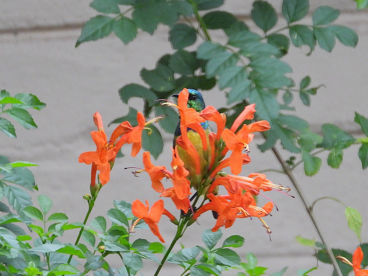 Collared Sunbird - ML646489867