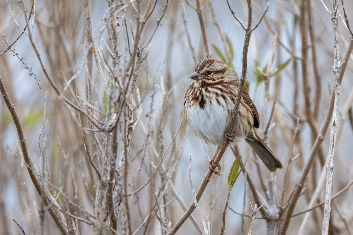 Song Sparrow - ML646489874