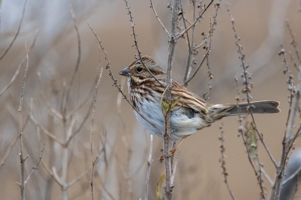 Song Sparrow - ML646489875